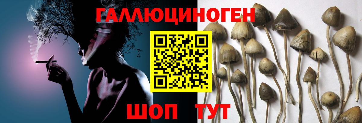 Карачаевск  Псилоцибиновые грибы мухоморы  Вход с VPN 
